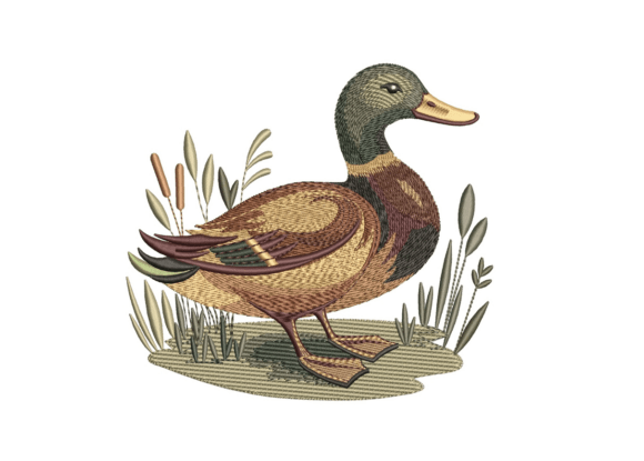 Download Mallard Duck - Duck Collection